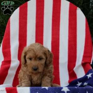 Akeem, Morkie-Poo Puppy